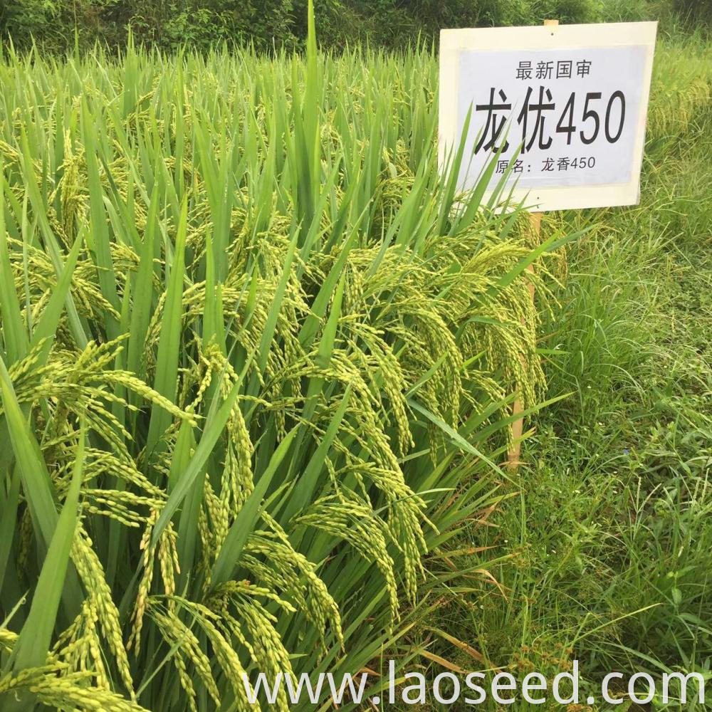 High Quality Rice Seeds